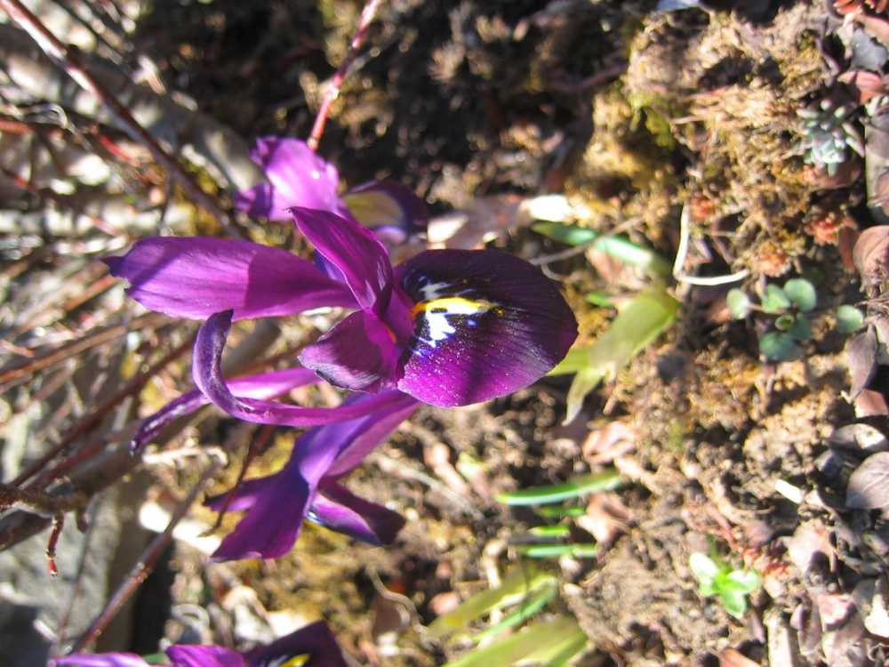Iris reticulata (Zwiebel-Schwertlilie)